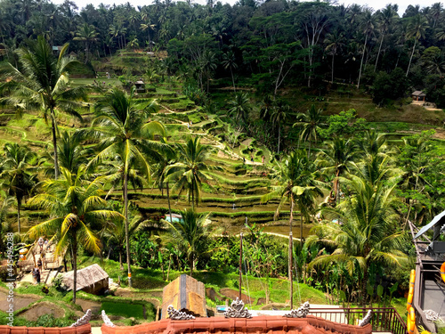 View of Ceking Rice Terrace at Tegallalang, Bali, Indonesia photo