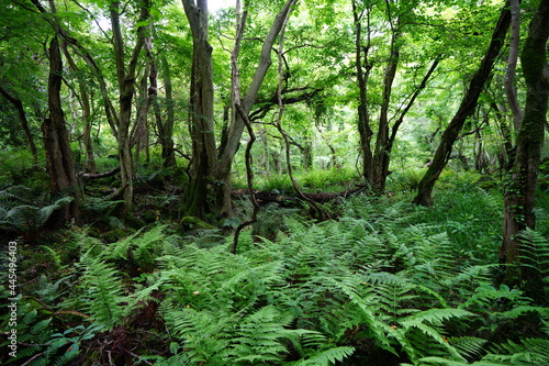 a fascinating dense forest in springtime