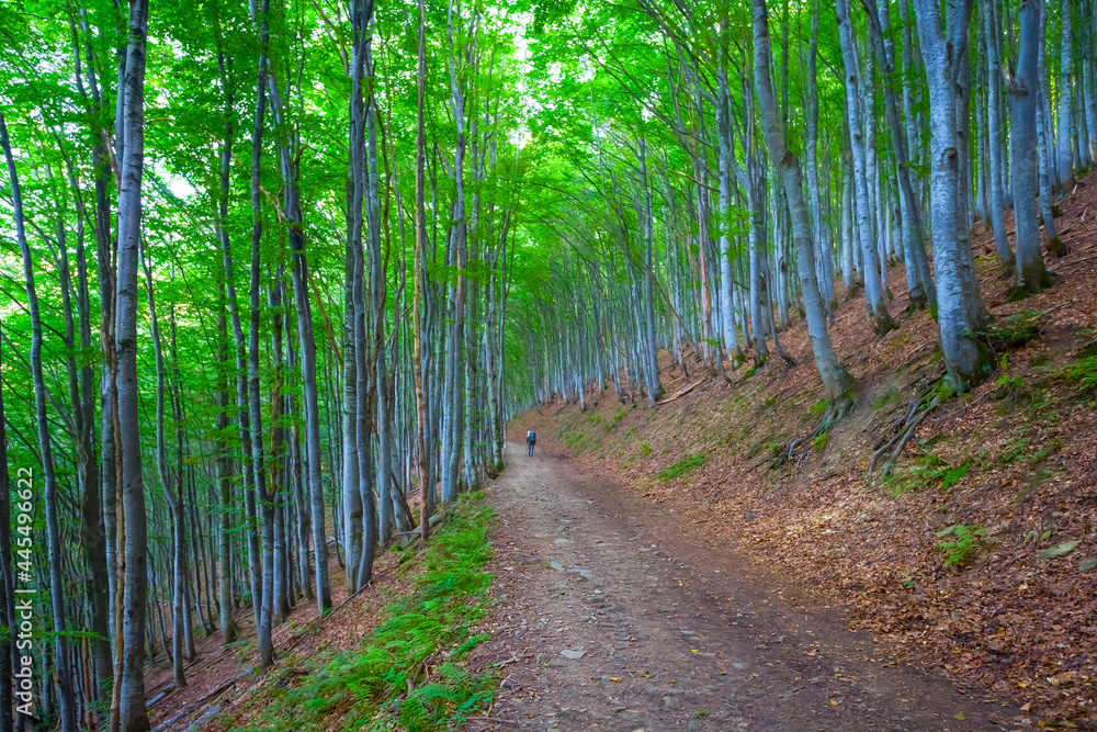 Obraz premium hiker walk by mountain road through beech forest, mountain travel scene