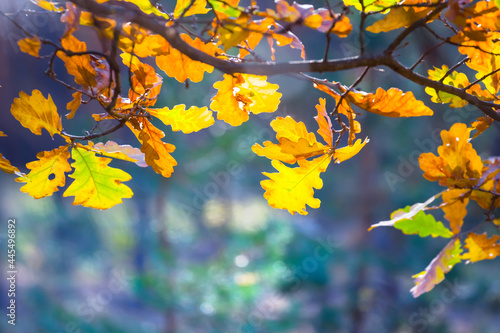 closeup red dry oak tree branch in forest  beautiful autumn natural background