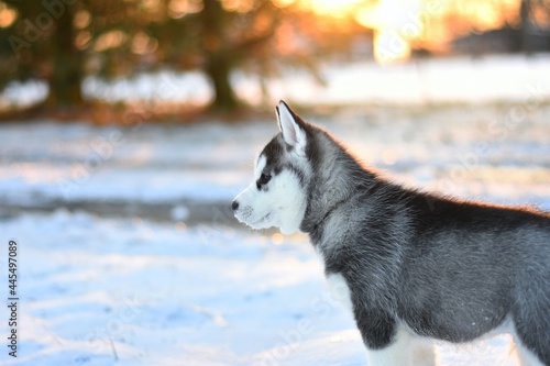 siberian husky puppy in the snow at sunset