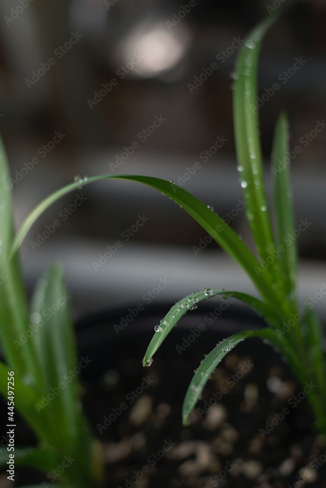 Obraz premium close up of a plant with water droplets