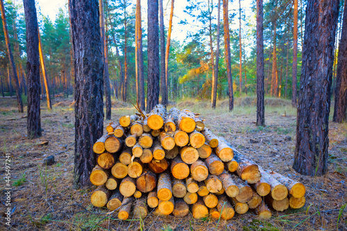 heap of pine tree log lie in forest, deforestration lumber industrial scene photo
