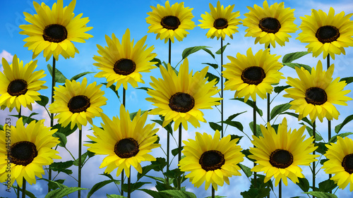 Fototapeta Naklejka Na Ścianę i Meble -  sunflowers in the field on blue sky 3D illustration
