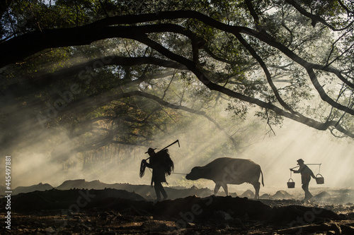 XIAPU, CHINA – DEC 07, 2019: Farmers walk a buffalo through the morning sunlight under the Banyan trees in Yangjiaxi Village photo