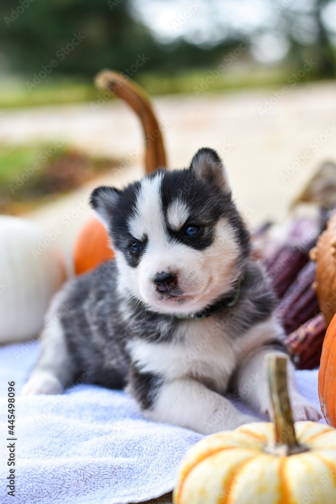 siberian husky puppy by pumpkins