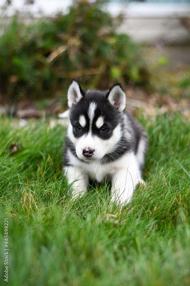 Siberian husky puppy in the grass Siberian husky puppy in the grass
