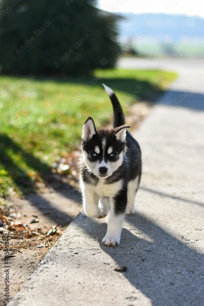 Siberian husky puppy outdoors