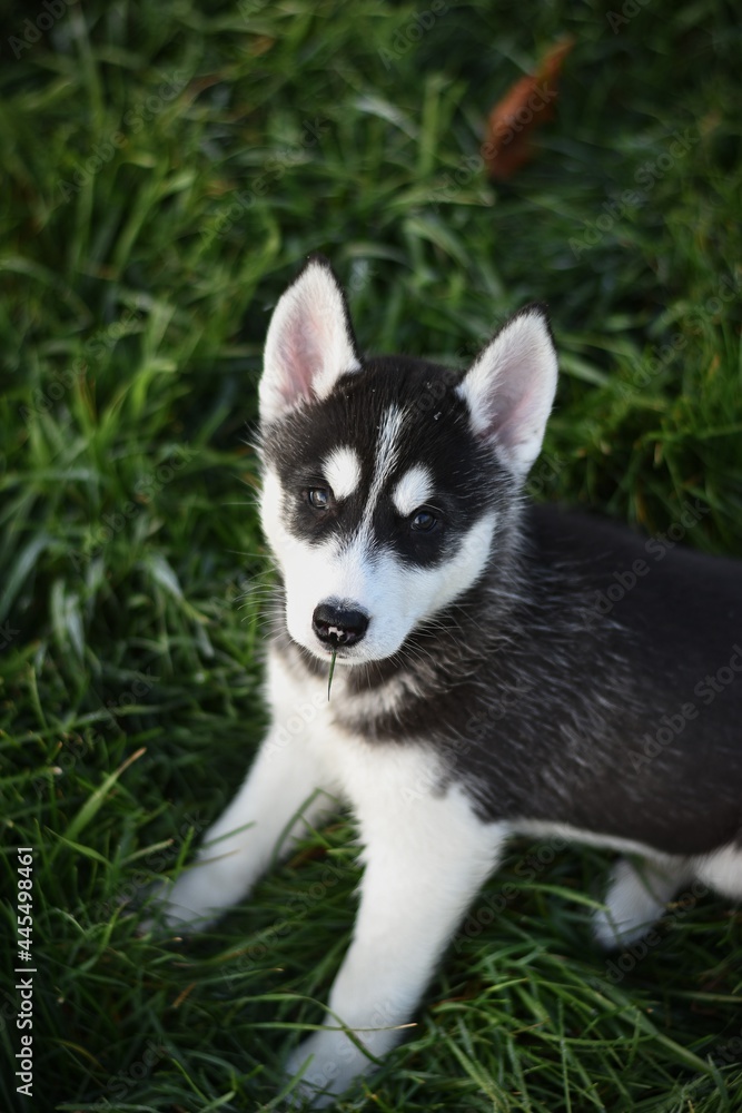 Siberian husky puppy in the grass