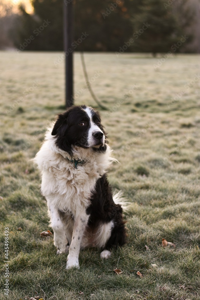 black and white dog in the grass ( Border Collie / Australian Shepherd / Bernese Mountain Dog mix )