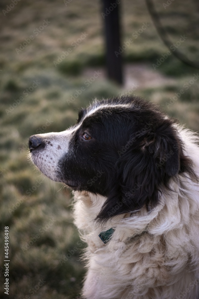black and white dog in the grass ( Border Collie / Australian Shepherd / Bernese Mountain Dog mix )