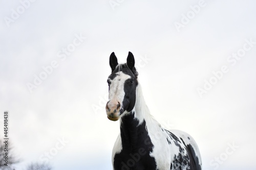 portrait of a black and white paint horse