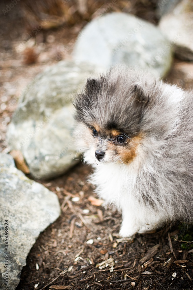 Pomeranian puppy Pomeranian puppy