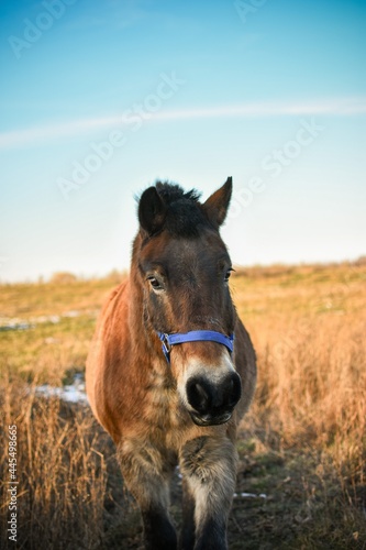 horse in the field © Julissa
