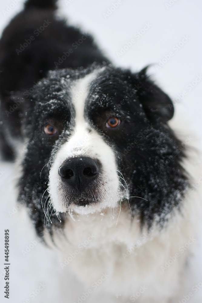 black and white dog in snow ( Border Collie / Australian Shepherd / Bernese Mountain Dog mix) black and white dog in snow ( Border Collie / Australian Shepherd / Bernese Mountain Dog mix)