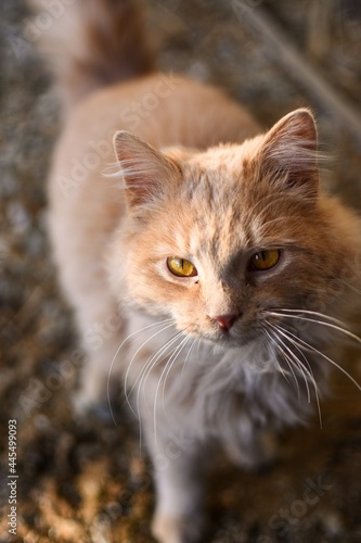 portrait of a cat © Julissa