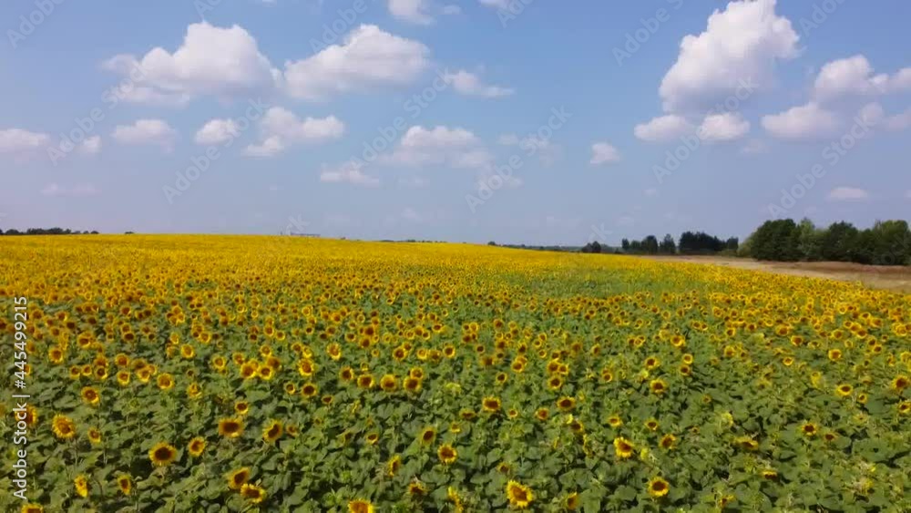Sunflowers bloomed in the field.
Sunflower flowers are a good honey plant. Bees collect a lot of nectar and pollen from them.
Sunflowers bloomed in the field.
Sunflower flowers are a good honey plant. Bees collect a lot of nectar and pollen from them.