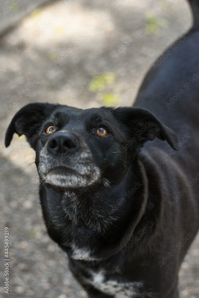 portrait of a black dog 