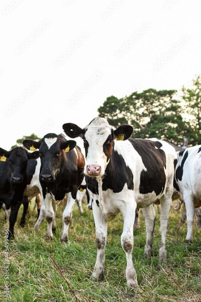 black and white cows in a field