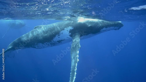Humpback whale swimming through water column in crystal clear blue waters of the Pacific Ocean
