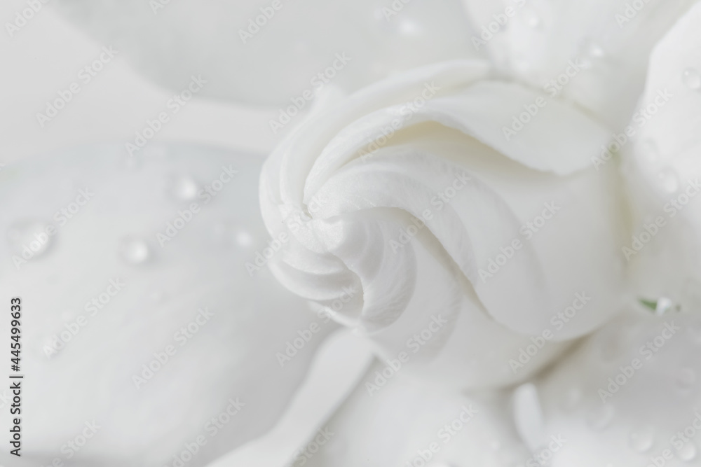 White flowers bud background. Macro of white petals texture. Soft dreamy image White flowers bud background. Macro of white petals texture. Soft dreamy image