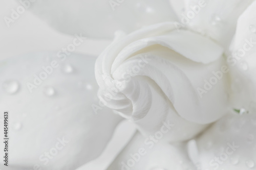 White flowers bud background. Macro of white petals texture. Soft dreamy image