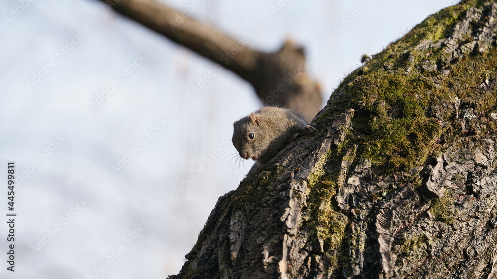 Fototapeta premium One cute squirrel climb along the trunk of the tree in the park