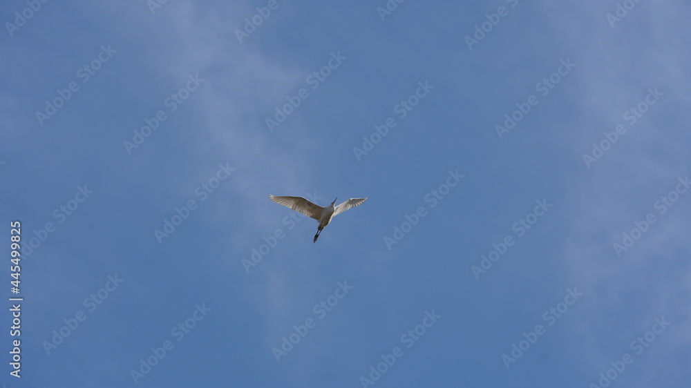 Fototapeta premium One seagull flying freely in the blue sky