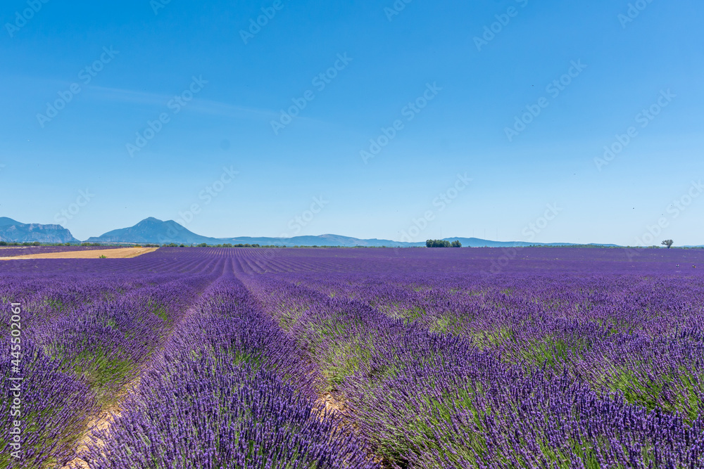 Naklejka premium lavender field in region