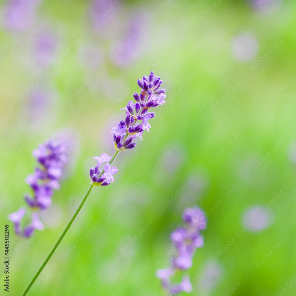 Soft focus on lavender buds in the summer garden. Flower background Soft focus on lavender buds in the summer garden. Flower background