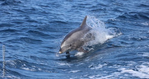 bottlenose dolphin  © FPLV