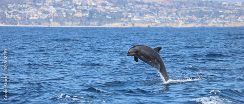 Slika na platnu dolphin jumping out of water, bottlenose dolphin breaching