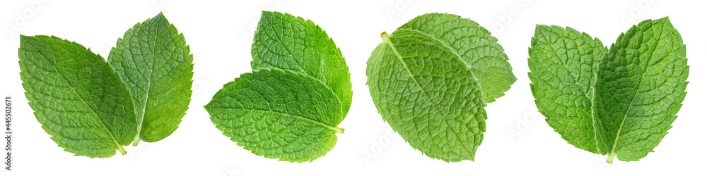 Obraz premium Mint leaf collection set