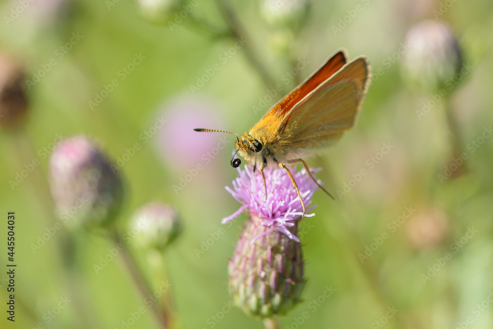 Essex skipper (Thymelicus lineola) with rolled-up proboscis sits on a thistle blossom. Essex skipper (Thymelicus lineola) with rolled-up proboscis sits on a thistle blossom.
