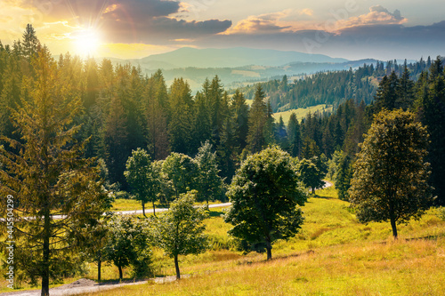 mountainous countryside landscape at sunset. trees on the meadow along the road. coniferous forest on the hills in evening light. bright sunny atfernoon scenery with clouds on the sky in summertime