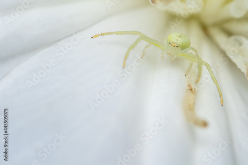 Closeup image of a white Misumena vatia spider standing on a white flower photo