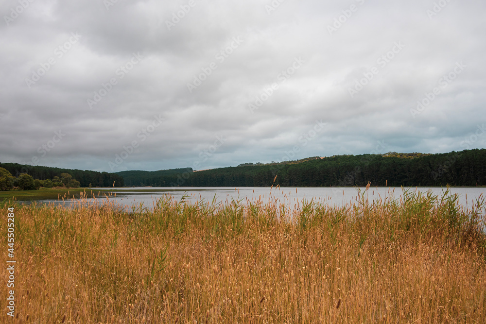 lake in the forest lake in the forest