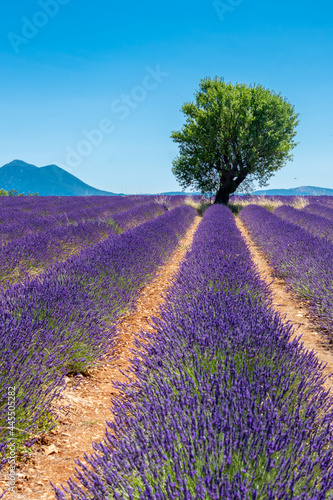 Champ de lavande sur le plateau de Valensole