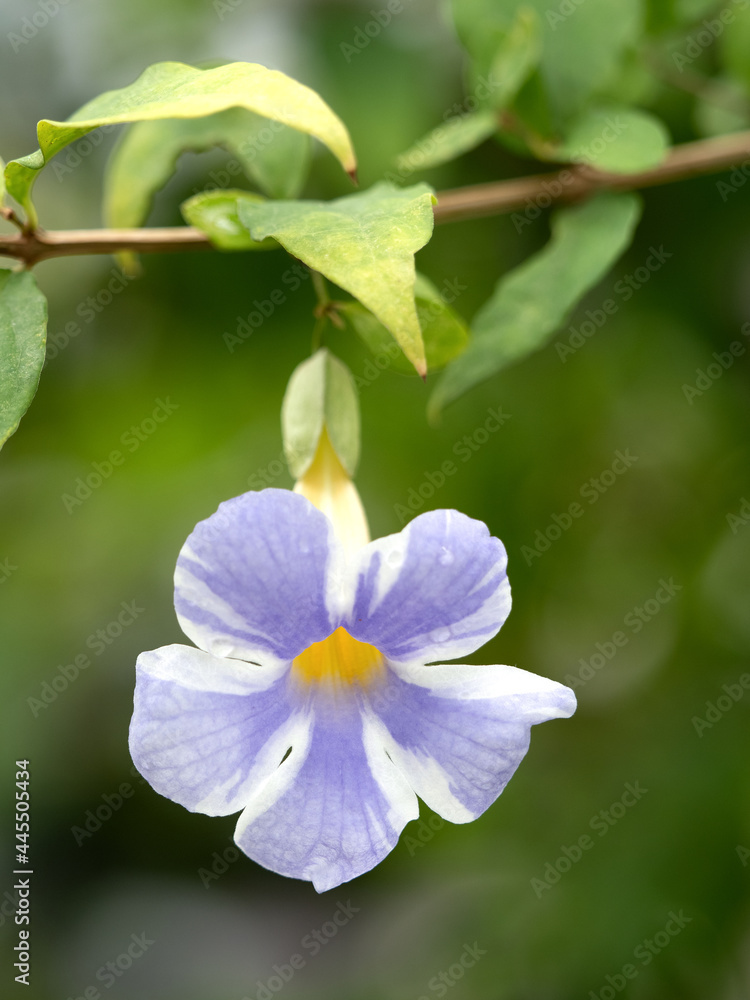 Obraz premium ツルンベルギア・エレクタ フェアリームーン 