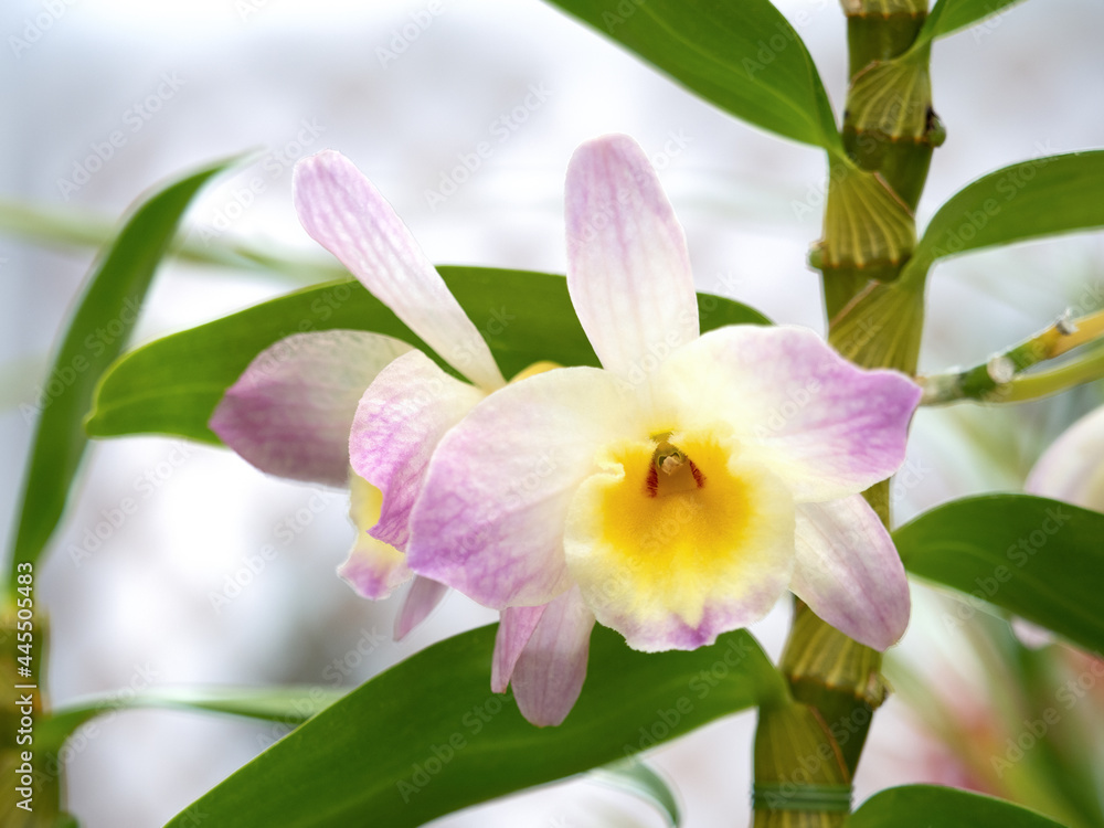 Obraz premium デンドロビウム