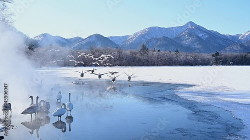 湖畔に集う白鳥たち