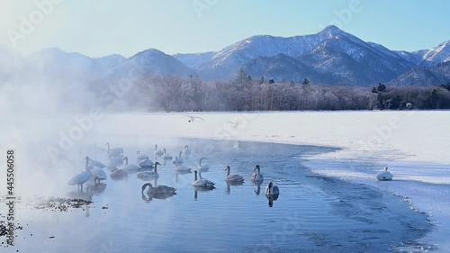 湖畔に集う白鳥たち photo