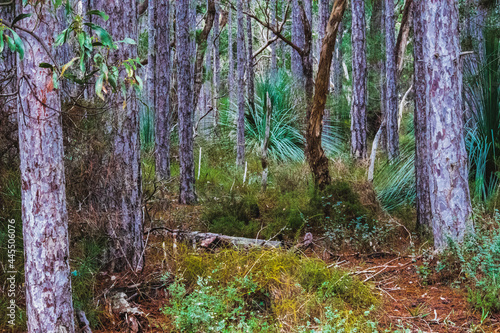 forest in autumn