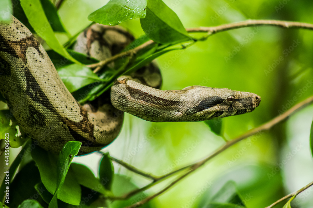 Fototapeta premium Jiboia
