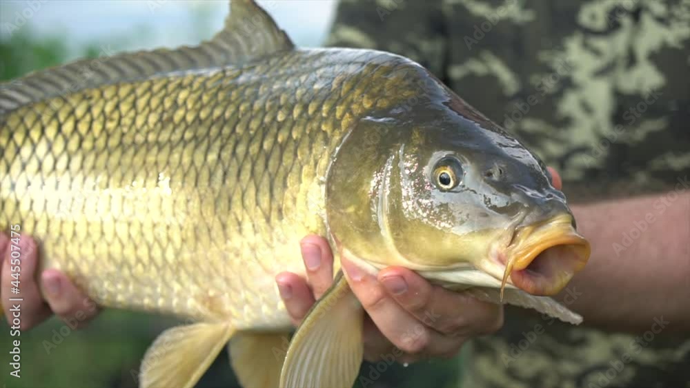 Fisher showing a Carp he catched out of a lake, proudly holding it with his hands. Carp in the hands of a fisherman Fisher showing a Carp he catched out of a lake, proudly holding it with his hands. Carp in the hands of a fisherman