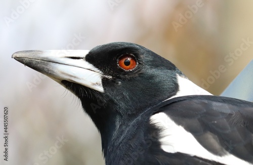 The Australian magpie (Gymnorhina tibicen) is a medium-sized black and white passerine bird native to Australia and southern New Guinea photo