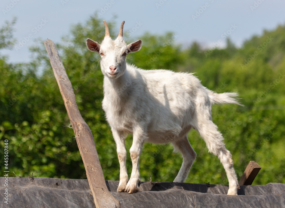 Fototapeta premium Goat on the roof of the house.