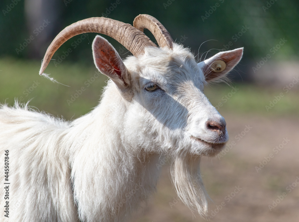 Portrait of a goat on the farm. Portrait of a goat on the farm.
