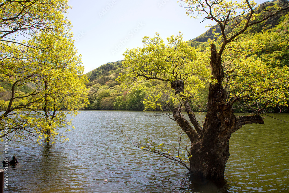 Obraz premium 주산지