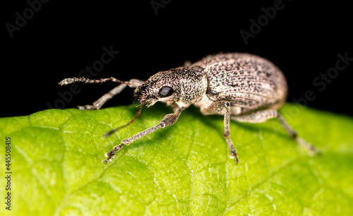 Close-up of a beetle on a leaf of a tree. © schankz